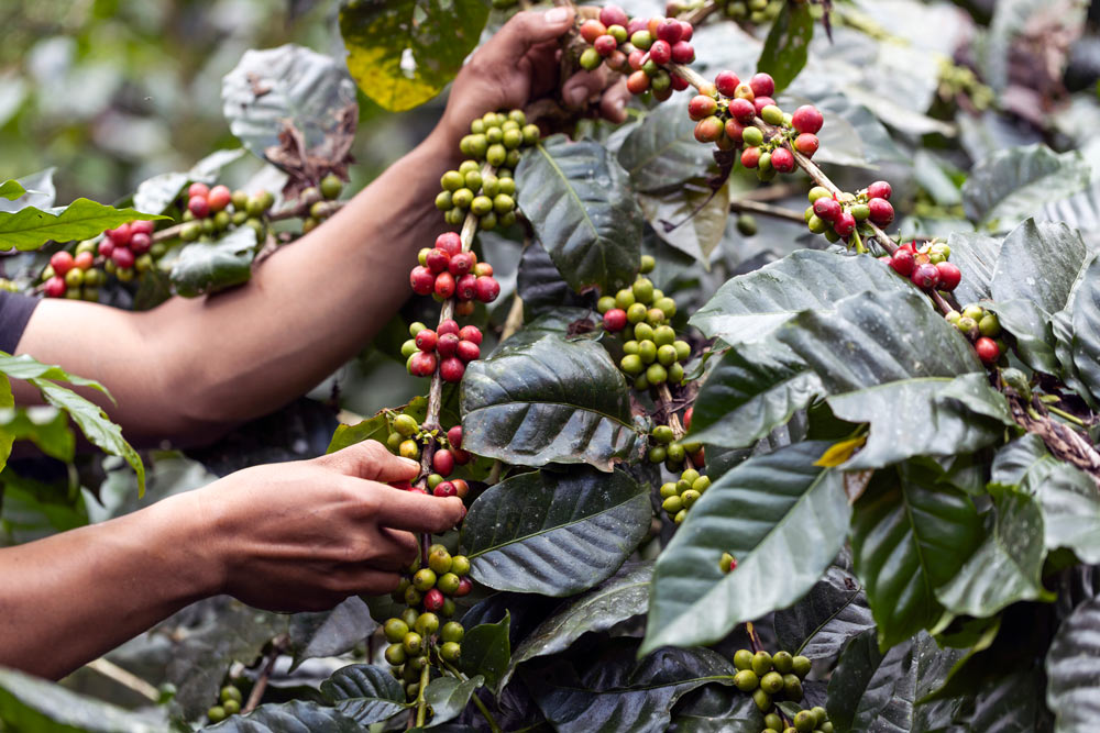 coffee-berries-by-agriculture-coffee-beans-ripeni-2025-02-10-09-05-57-utc