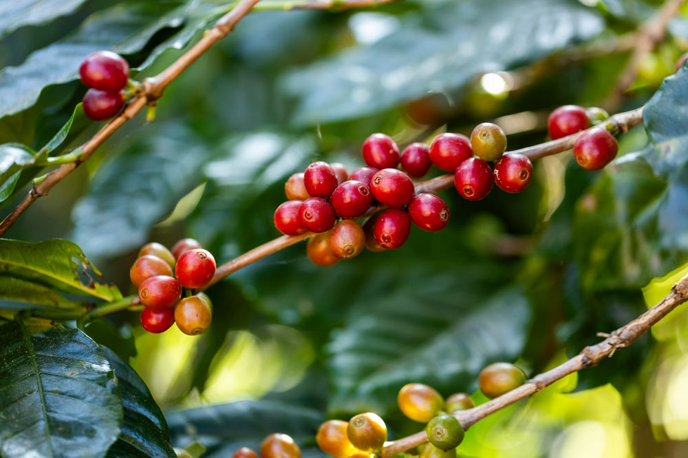 coffee-berries-by-agriculture-coffee-beans-ripeni-2025-02-11-05-35-40-utc