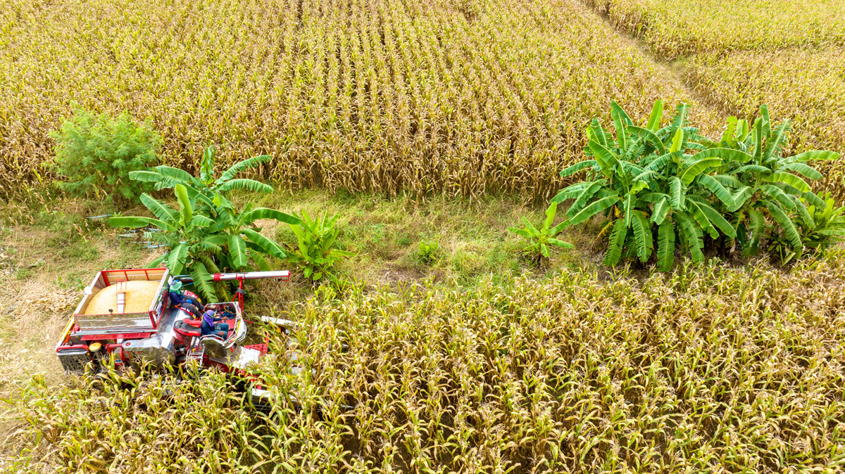 farm-machines-harvesting-corn-the-entire-corn-pla-2024-12-08-00-53-47-utc